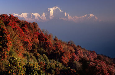 annapurna region with flower