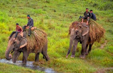 Chitwan-Jungle-Safari-Tour